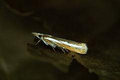 Catoptria fulgidella