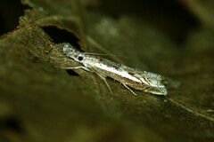 Platytes alpinella
