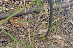Dendrelaphis punctulatus