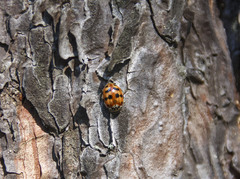 Harmonia quadripunctata