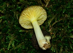 Gerronema strombodes