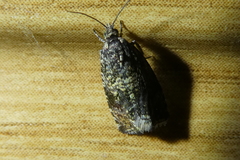 Syricoris lacunana