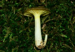 Gerronema strombodes