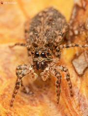 Menemerus transvaalicus