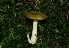 Gerronema strombodes