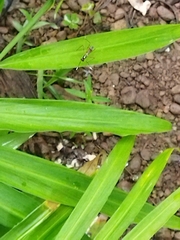 Diplazon laetatorius