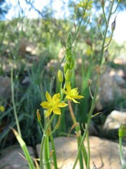 Bulbine