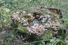 Armillaria borealis