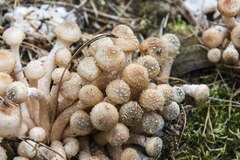 Armillaria borealis