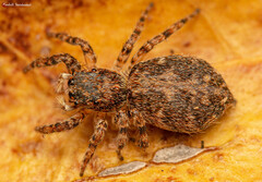 Menemerus transvaalicus