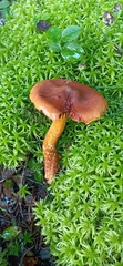 Cortinarius rubellus