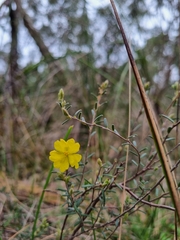 Hibbertia riparia