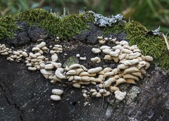 Panellus