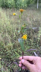 Pentanema britannica