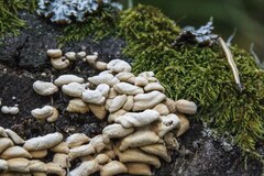 Panellus