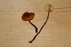 Heimiomyces tenuipes