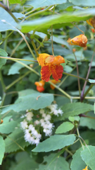 Impatiens capensis