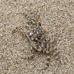 Decapoda