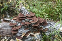 Daedaleopsis tricolor