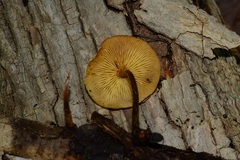 Heimiomyces tenuipes