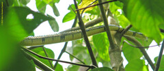 Spilotes pullatus