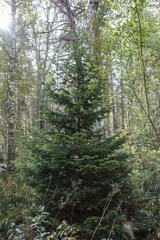 Abies sibirica