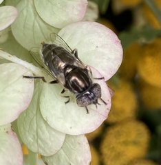Eristalinus aeneus