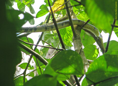 Spilotes pullatus
