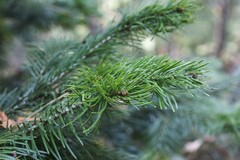 Abies sibirica