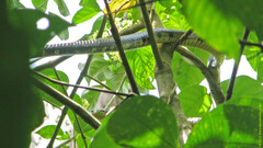 Spilotes pullatus