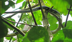 Spilotes pullatus
