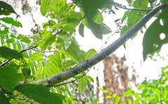 Spilotes pullatus