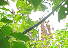 Spilotes pullatus