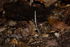 Xylaria oxyacanthae