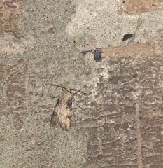 Agrotis puta