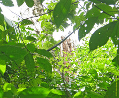 Spilotes pullatus