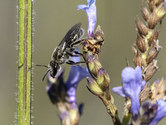 Lasioglossum viride