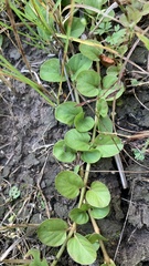 Lysimachia nummularia