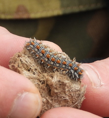 Melitaea