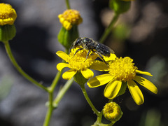 Lasioglossum viride