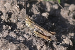 Chorthippus biguttulus