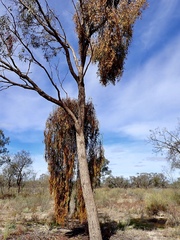Amyema miquelii