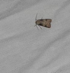 Agrotis puta