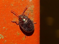 Chrysolina americana