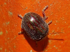 Chrysolina americana