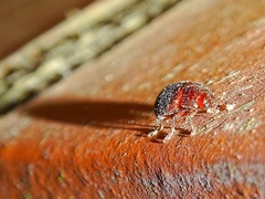Chrysolina americana