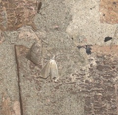 Calamotropha paludella