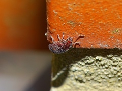 Chrysolina americana