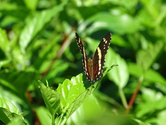 Anartia fatima