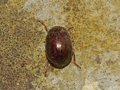 Chrysolina americana